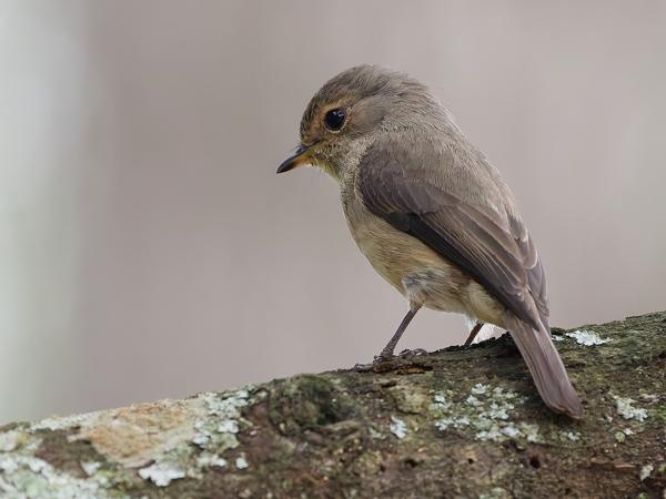 <h3><a href="/trips/tanzania/biota/animalia/chordata/aves/040 passeriformes/108 muscicapidae/muscicapa adusta/muscicapa adusta-nl.html">Muscicapa&nbsp;adusta</a> / African&nbsp;dusky&nbsp;flycatcher / Kaapse&nbsp;vliegenvanger</h3>OM-1 Mark II met OLYMPUS M.150-400mm F4.5, 1/2000 sec  bij F4.5, ISO 8000, afstand 6.26&nbsp;m